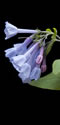 Virginia Bluebell (Mertensia virginica).